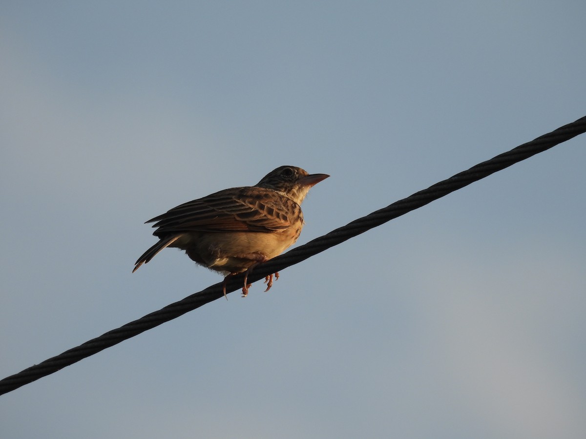 ghatslerke - ML644363275