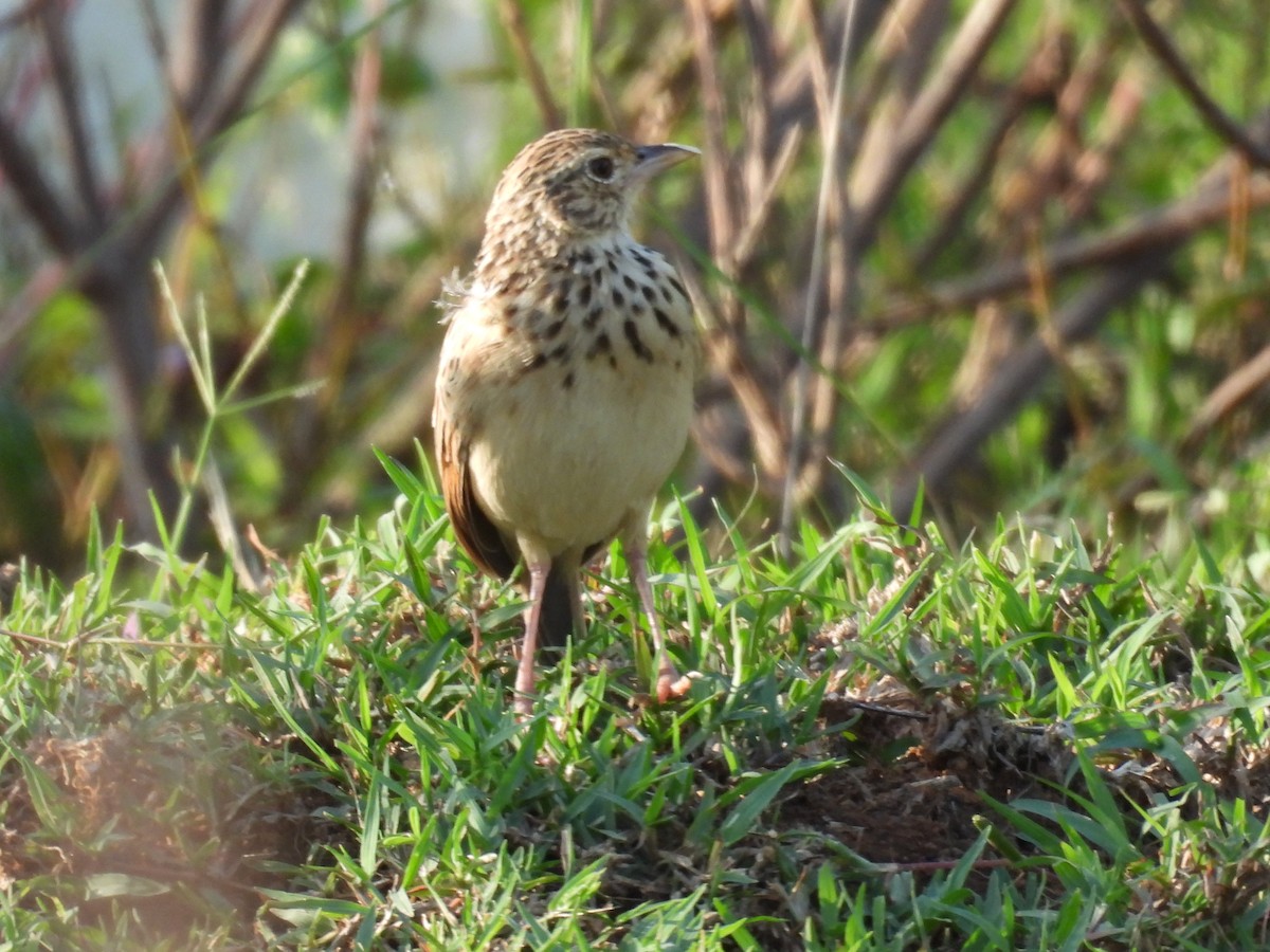 ghatslerke - ML644363276