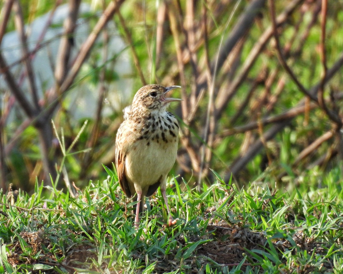 ghatslerke - ML644363277