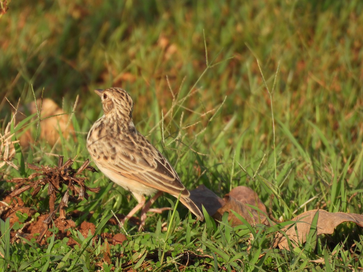 ghatslerke - ML644363278