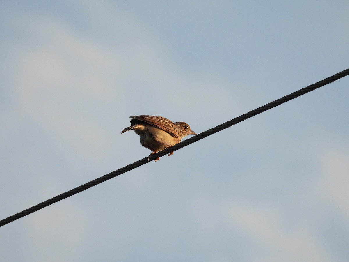 ghatslerke - ML644363279