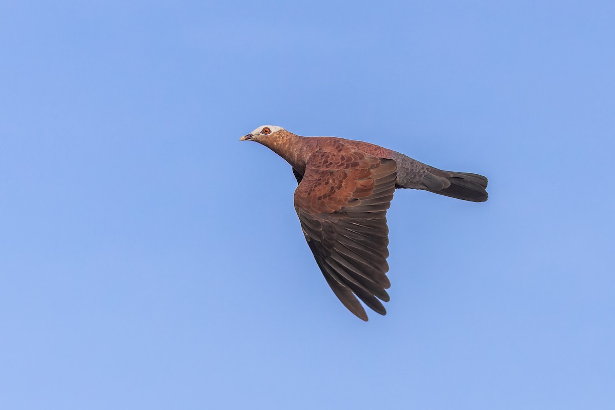 ムラサキモリバト - ML644363282