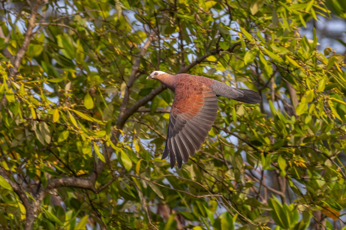 ムラサキモリバト - ML644363284