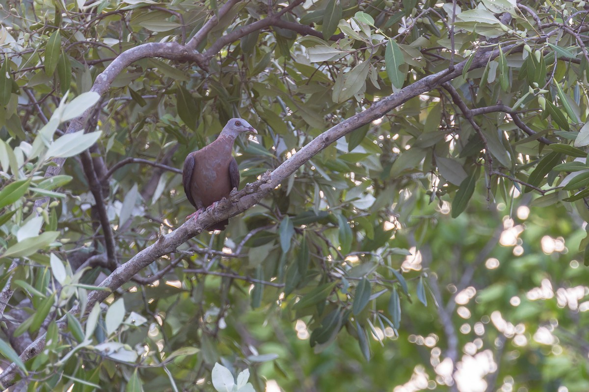 ムラサキモリバト - ML644363285