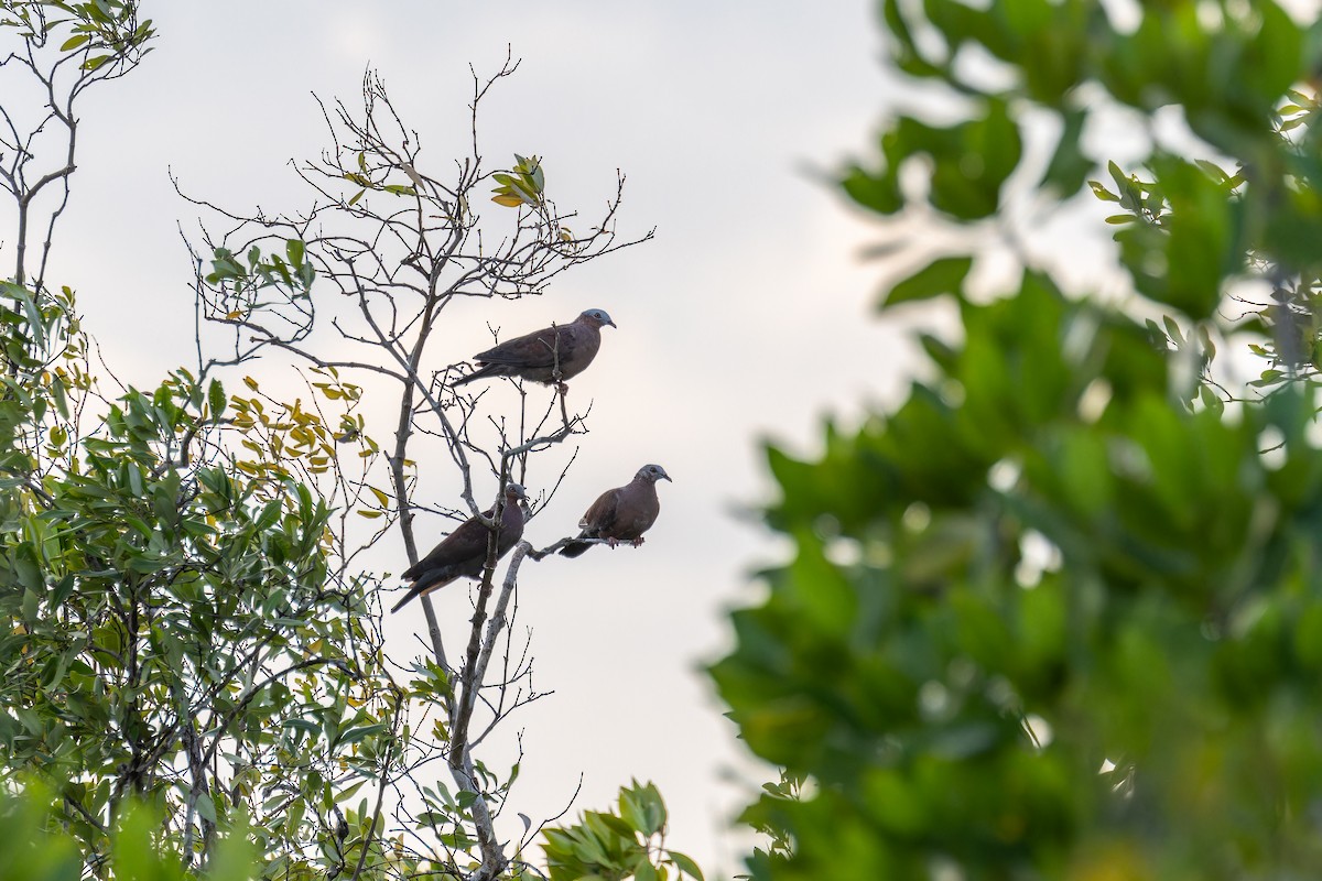 ムラサキモリバト - ML644363286