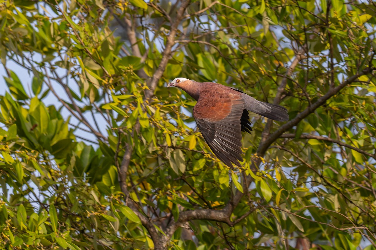 ムラサキモリバト - ML644363287