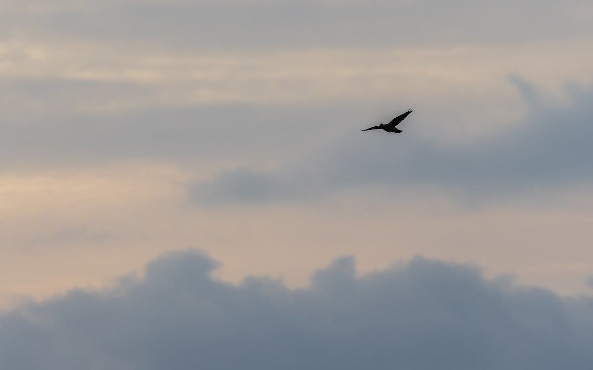 ムラサキモリバト - ML644363288