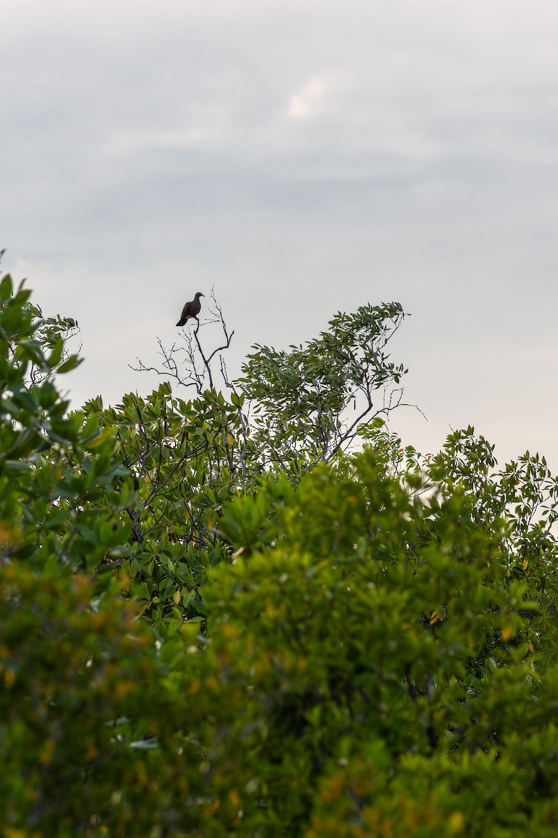 ムラサキモリバト - ML644363289