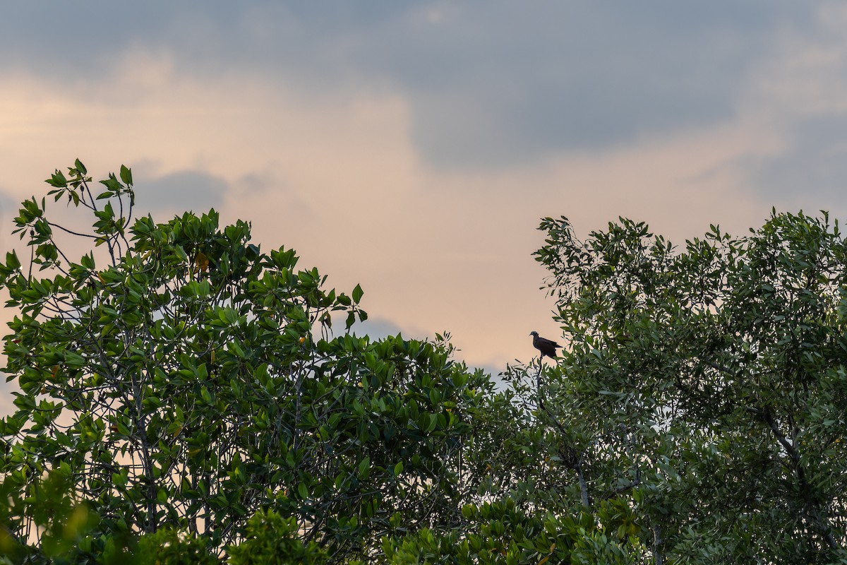 ムラサキモリバト - ML644363290