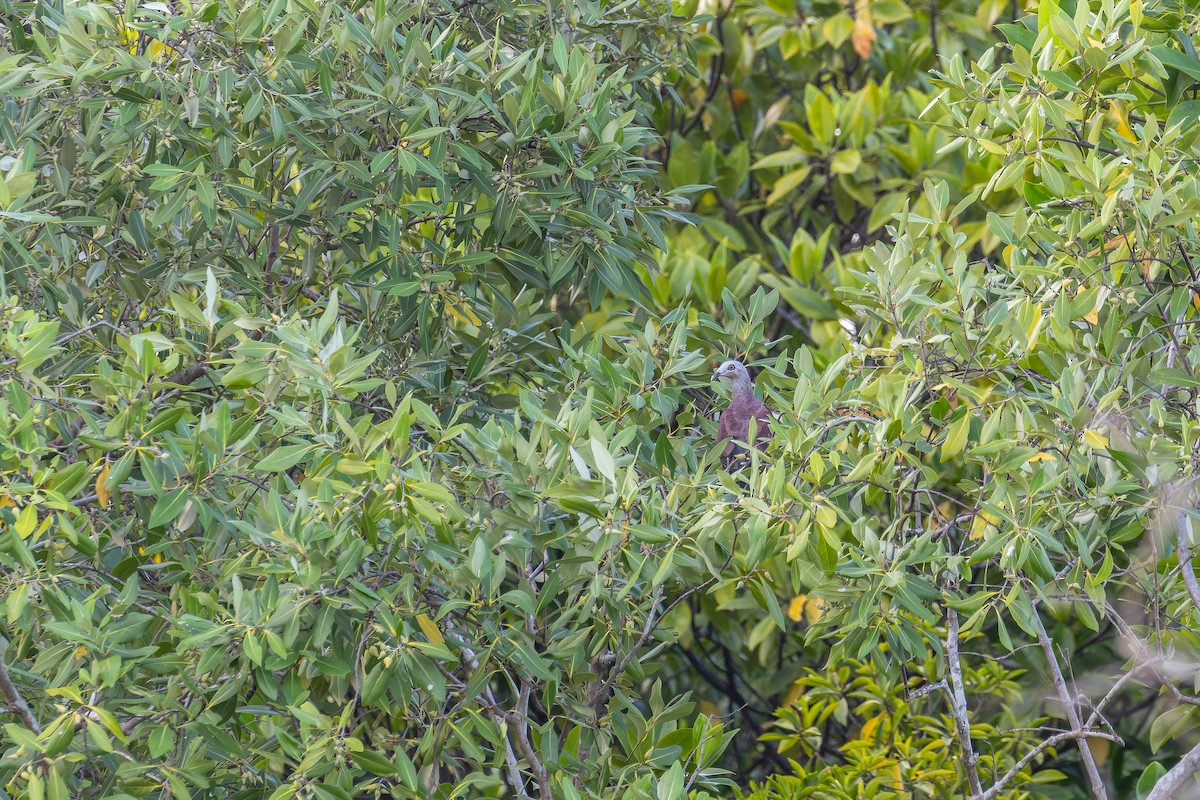 ムラサキモリバト - ML644363291