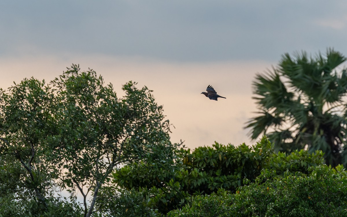 ムラサキモリバト - ML644363292