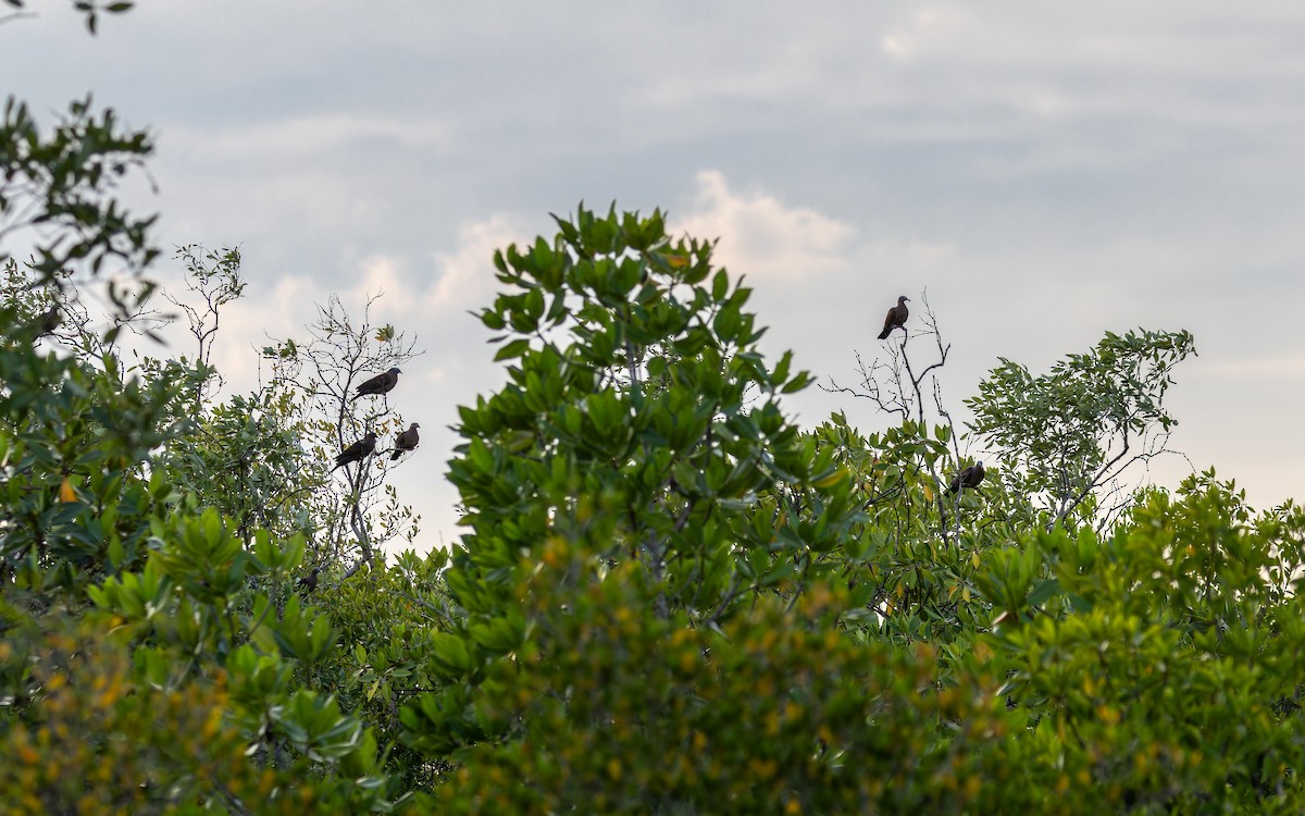 ムラサキモリバト - ML644363293