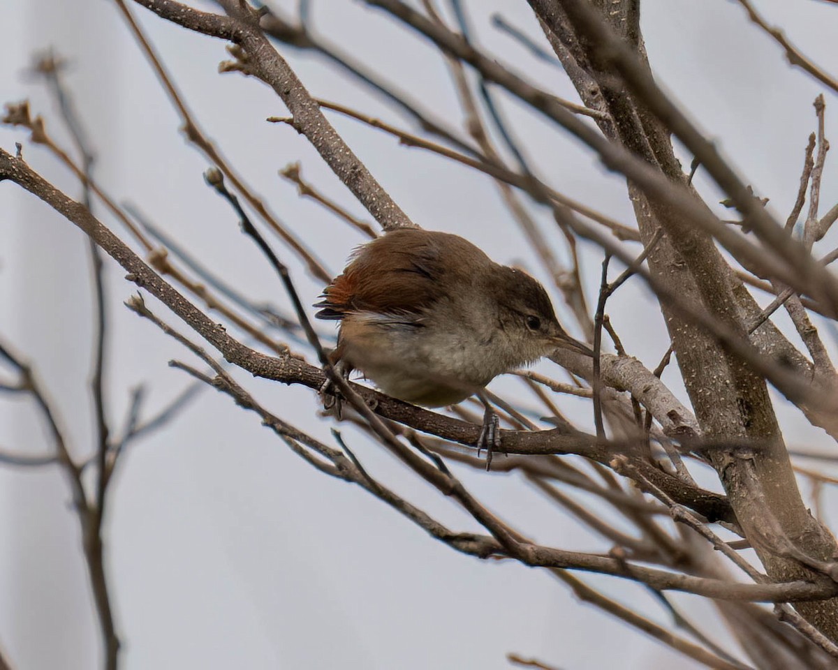 Gelbkinn-Riedschlüpfer - ML644363296