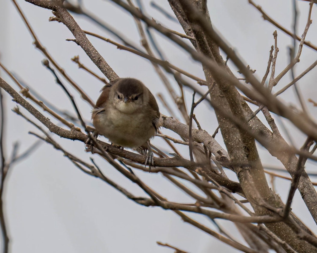Gelbkinn-Riedschlüpfer - ML644363297