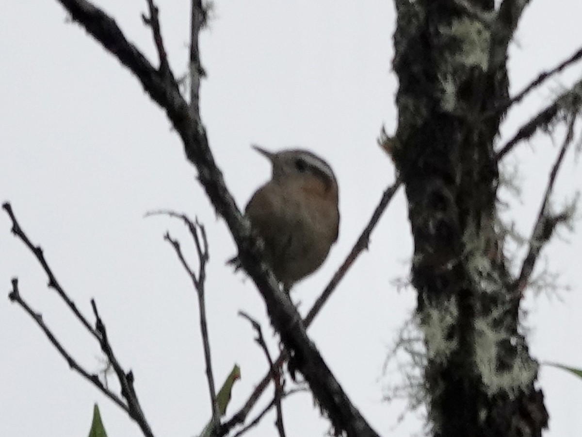 Mountain Wren - ML644363298