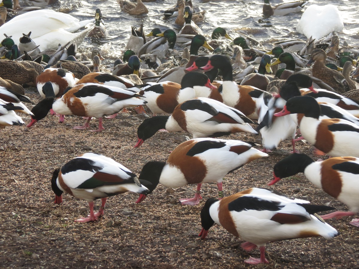 Paita arrunta - ML644363299