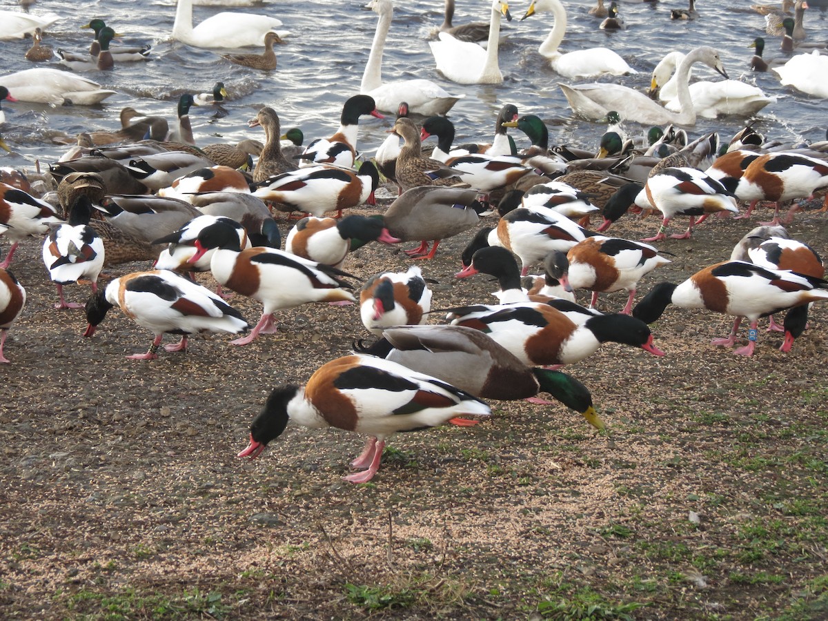 Paita arrunta - ML644363300