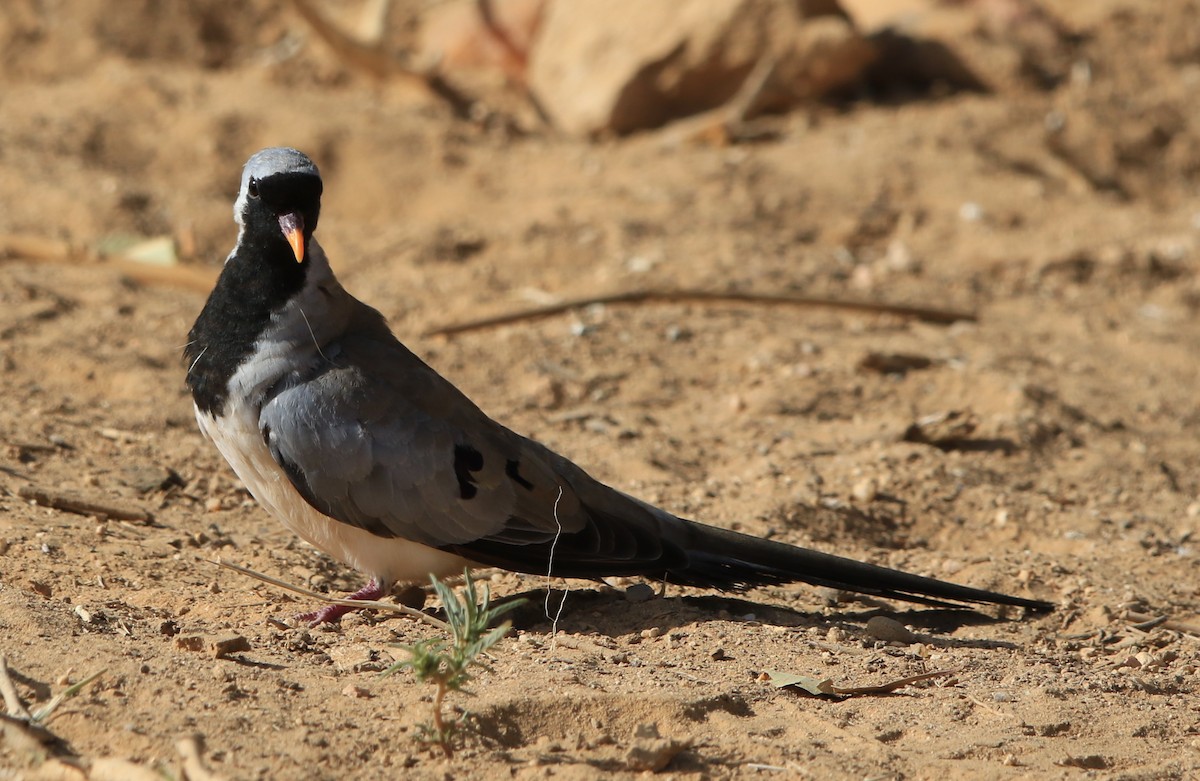 Usapal buztanluzea - ML644363301