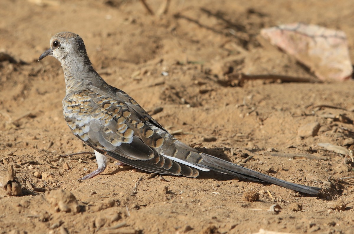 Usapal buztanluzea - ML644363302