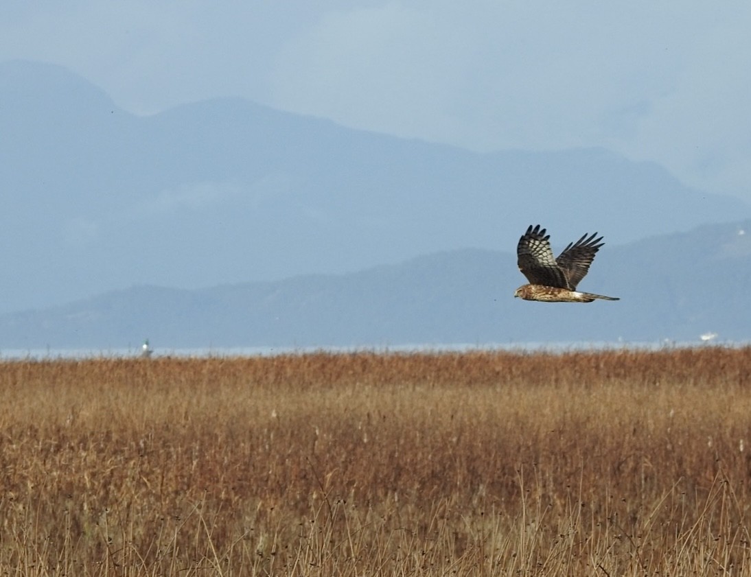 Mirotz zuri iparramerikarra - ML644363303