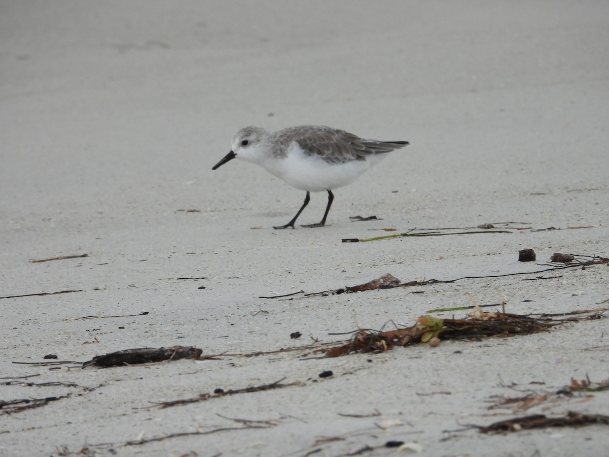 Txirri zuria - ML644363304