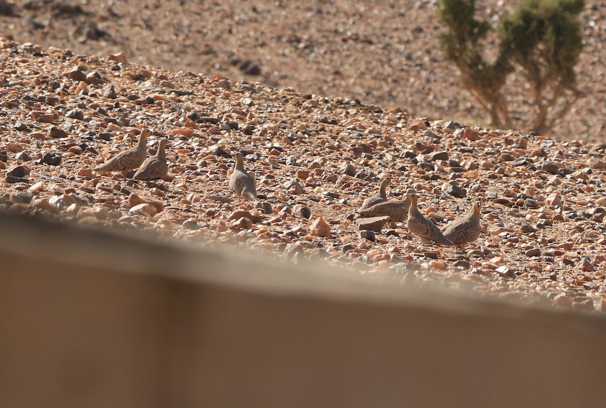 Ganga koroaduna - ML644363320