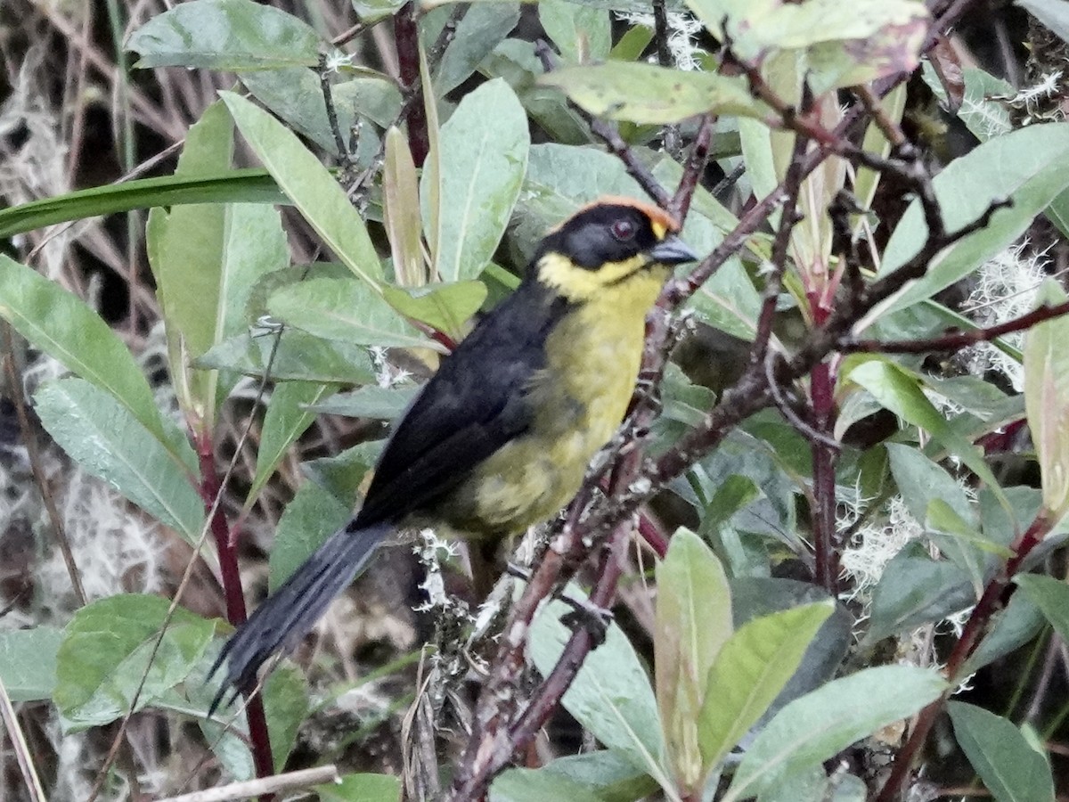 Bolivian Brushfinch - ML644363321