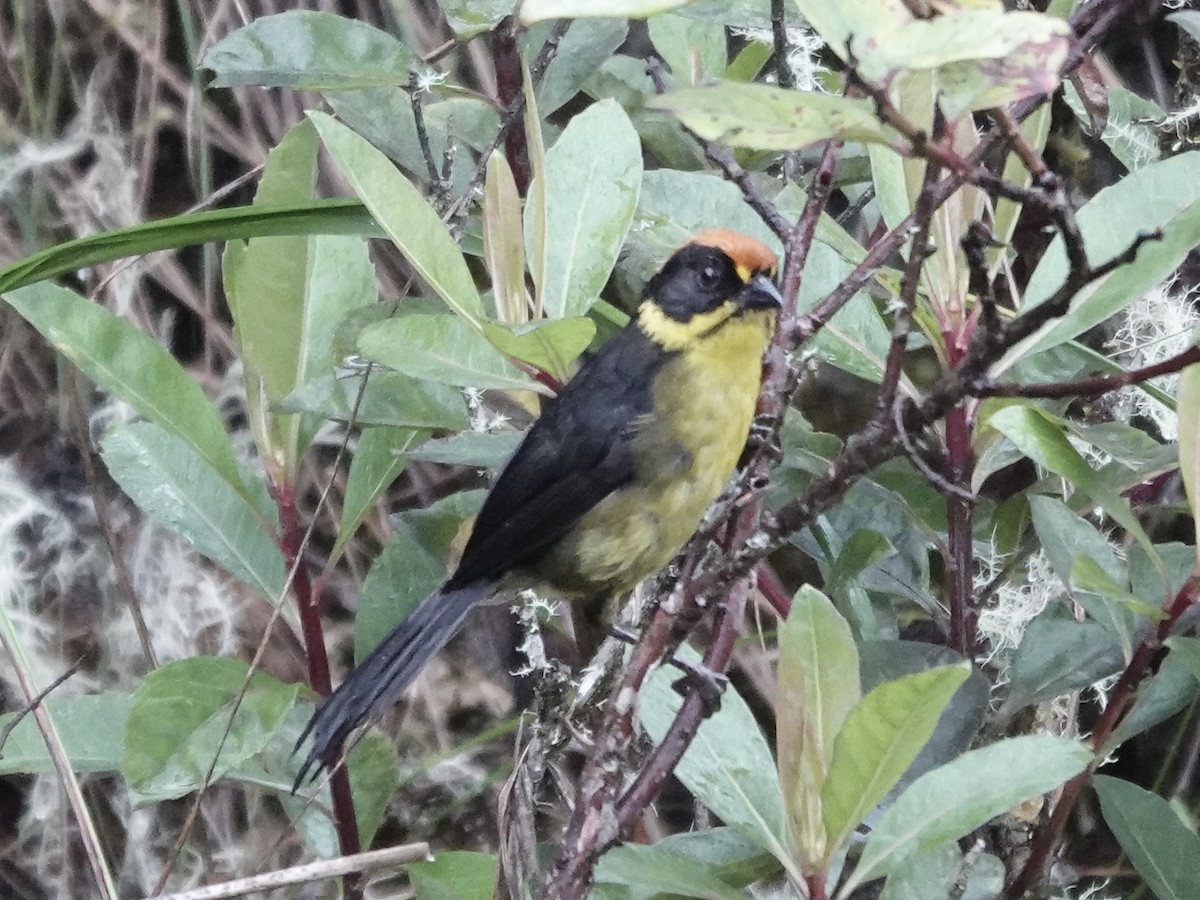 Bolivian Brushfinch - ML644363322