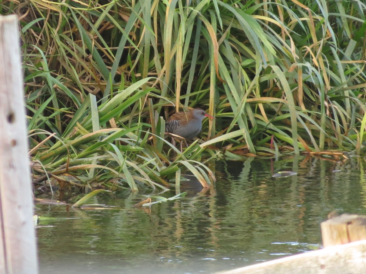 Uroilanda handia - ML644363323