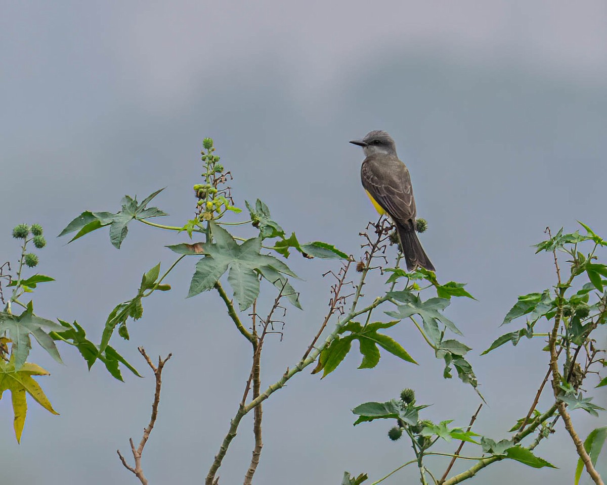 Tropical Kingbird - ML644363324