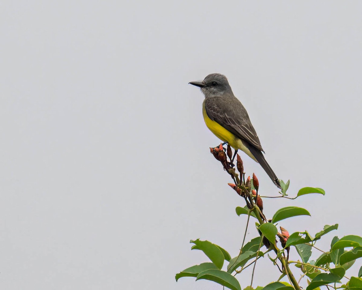 Tropical Kingbird - ML644363325