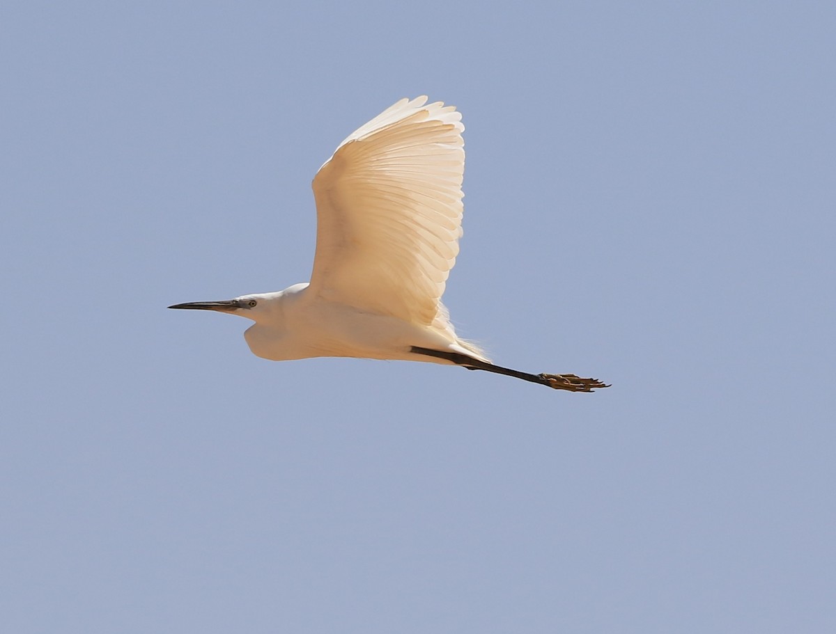 Koartzatxo txikia - ML644363326