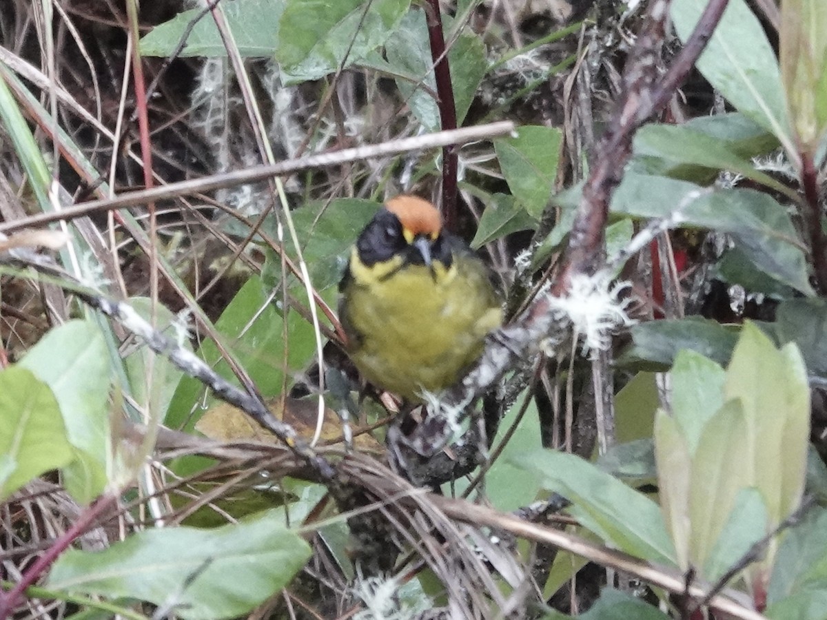 Bolivian Brushfinch - ML644363328
