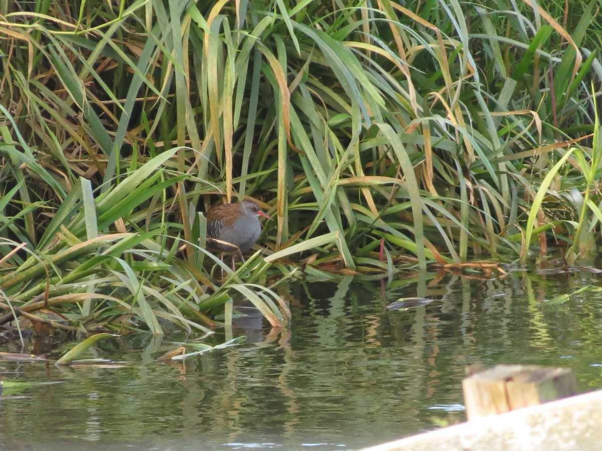 Uroilanda handia - ML644363329