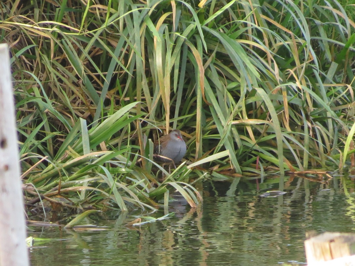 Uroilanda handia - ML644363330