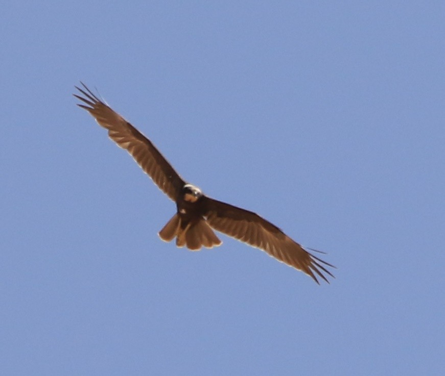 Zingira-mirotz eurasiarra - ML644363331