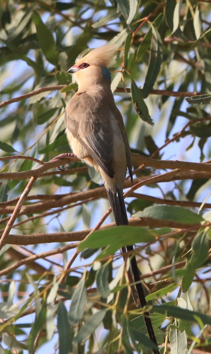 Blue-naped Mousebird - ML644363332