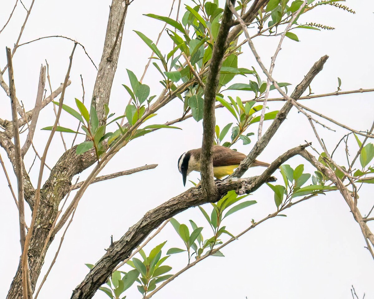 Great Kiskadee - ML644363334
