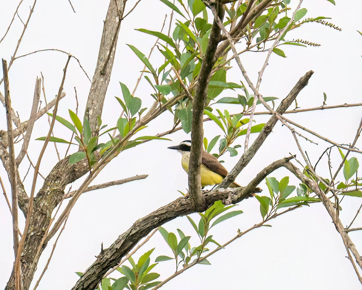 Great Kiskadee - ML644363335