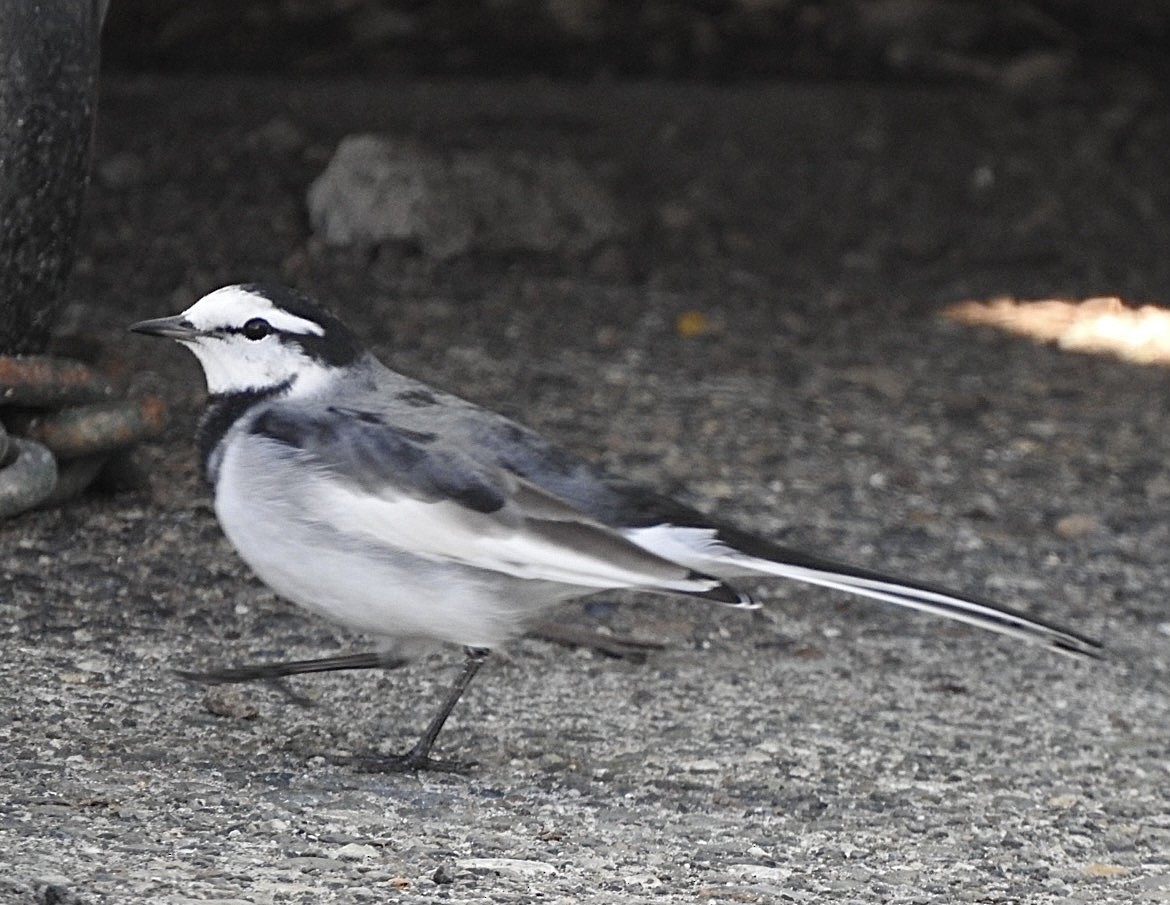 Buztanikara zuria - ML644363336