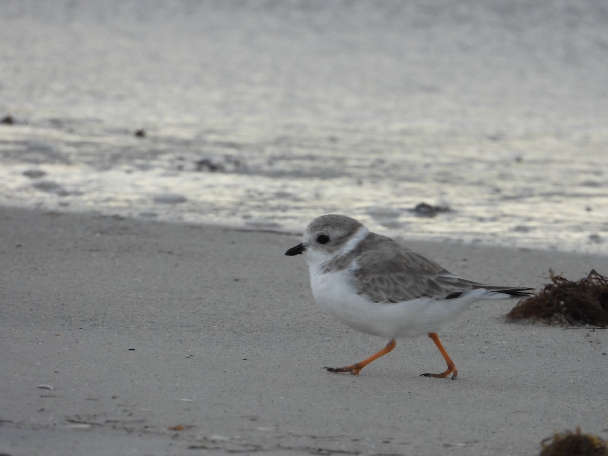 Flötenregenpfeifer - ML644363343