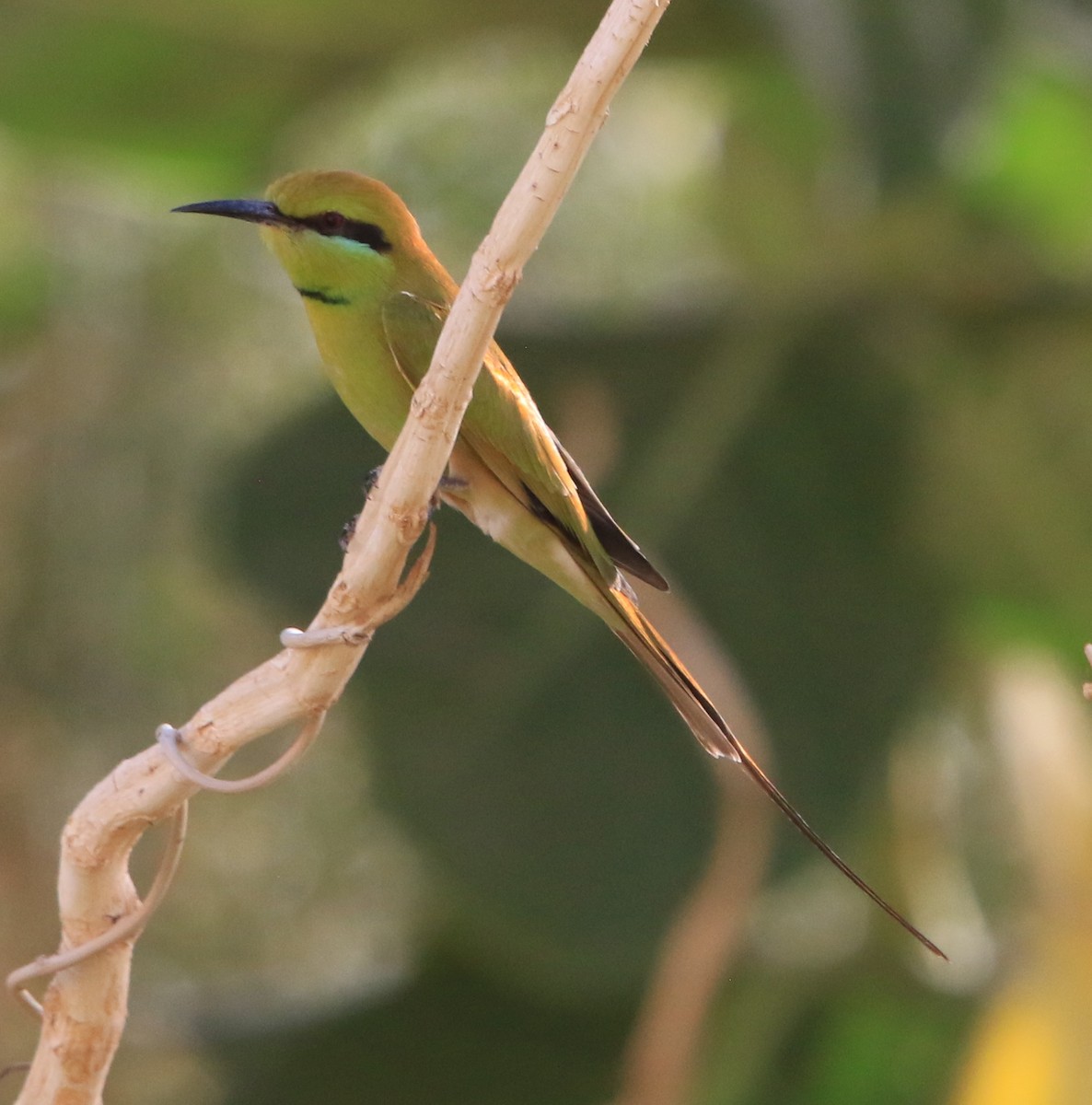 African Green Bee-eater - ML644363344