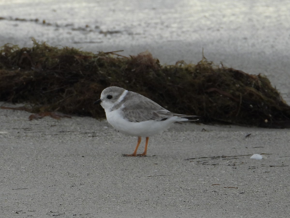 Flötenregenpfeifer - ML644363345