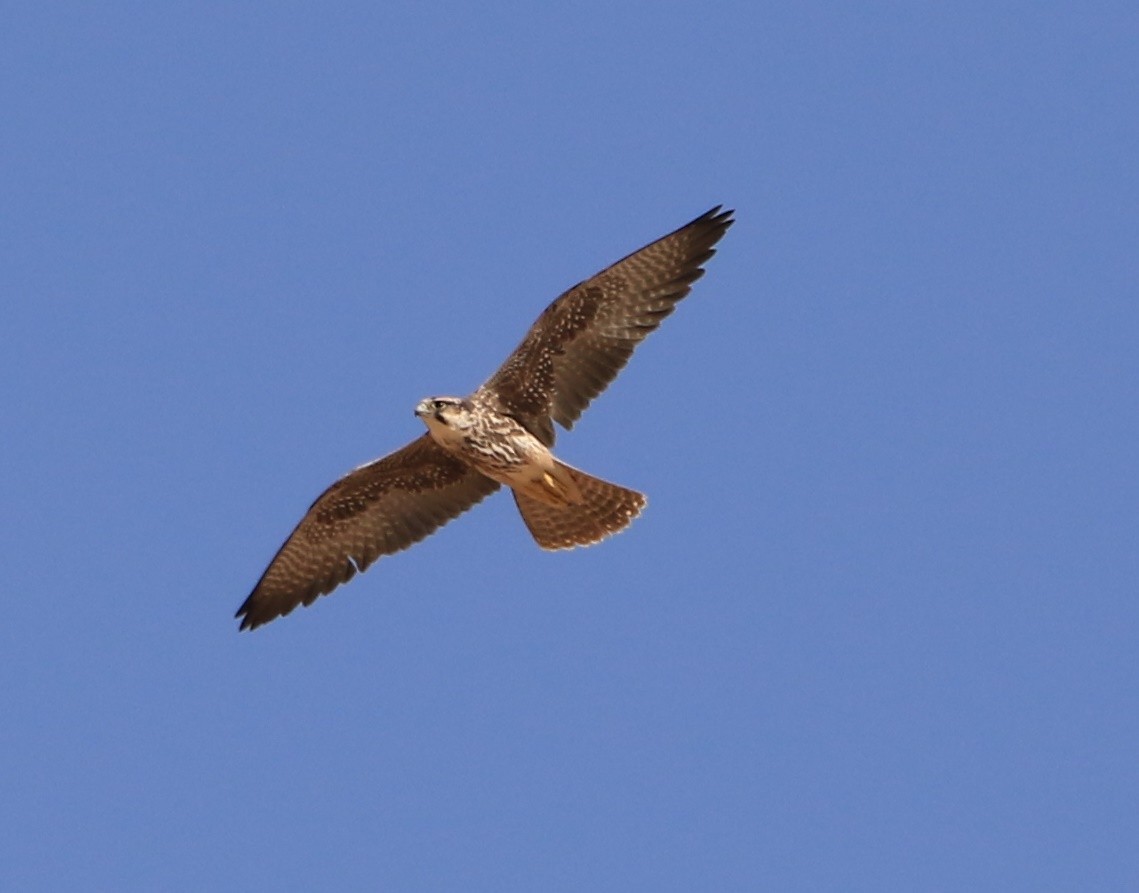 ラナーハヤブサ - ML644363355