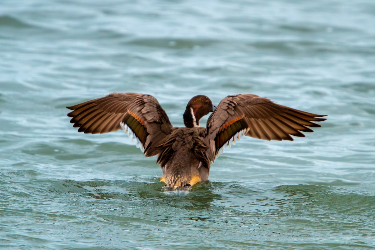 Canard pilet - ML644363360