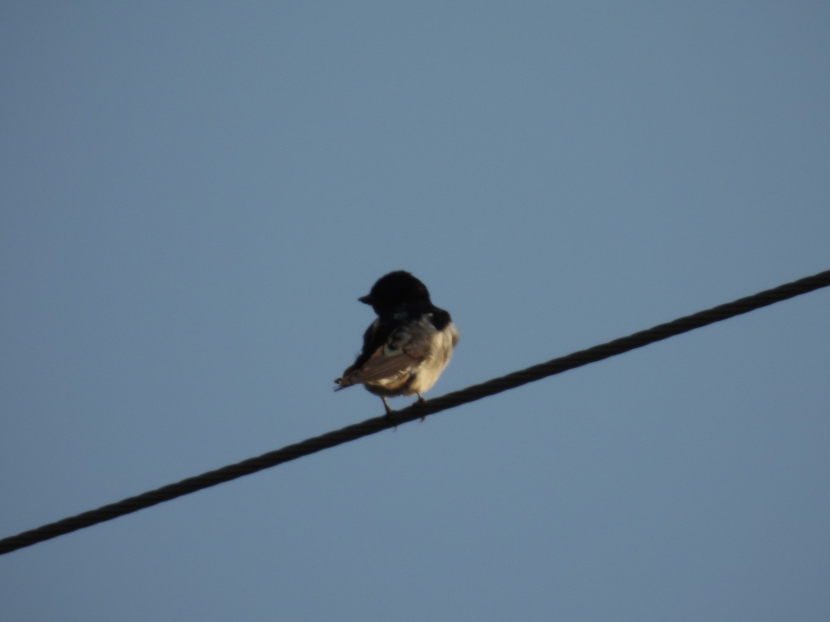 Hirondelle rustique - ML644363363