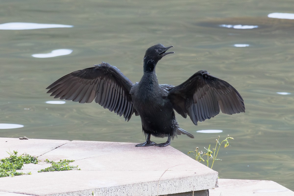 Pygmy Cormorant - ML644363364
