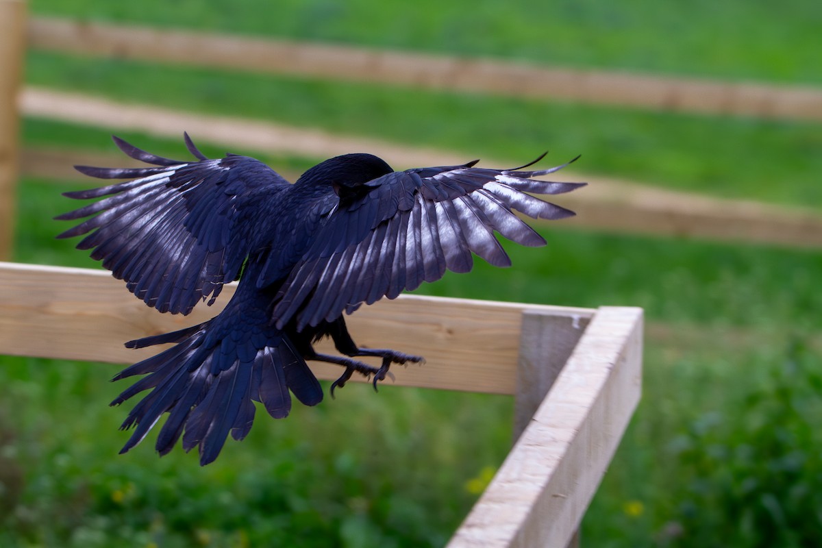 Corneille noire - ML644363365