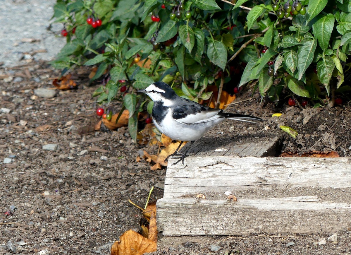 Bergeronnette grise - ML644363366