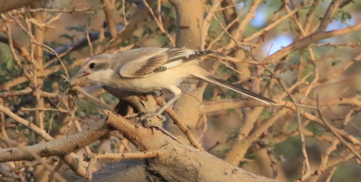 Pie-grièche grise - ML644363367